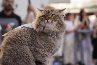Kedilerde kanser araştırması, insan tedavisi için umut ışığı oldu