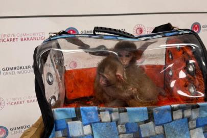Ticaret Bakanlığı ekipleri 85 binden fazla canlı hayvan ele geçirdi