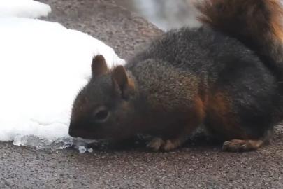 Uludağ’da su kaynakları donunca sincaplar susuzluğunu karla gideriyor