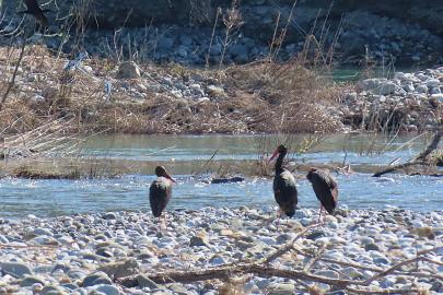 Dalaman Çayı kenarında nadir tür olan karaleylekleri fotoğrafladı