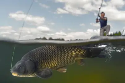İç sularda sazangiller için av yasağı başladı