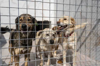 İzmir Bornova’da can dostlara büyük destek