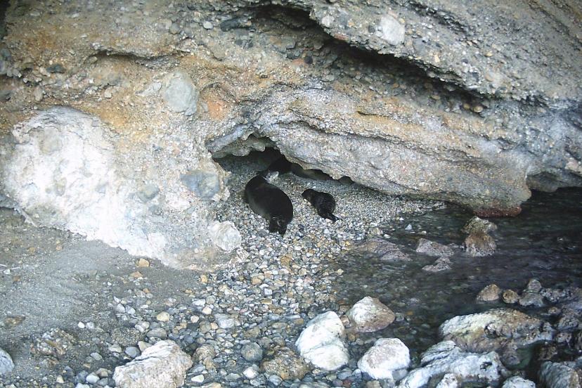 'Kıyı mağaraların korunması hayati önem taşıyor'