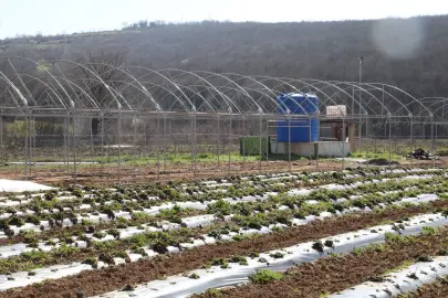 Kocaeli İzmit Belediyesi sebze serası kuruyor