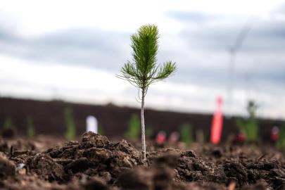 Türkiye'de bu yıl 600 milyon fidan toprakla buluşturulacak