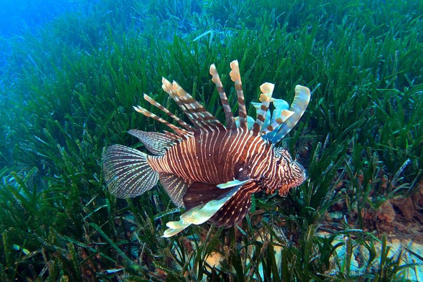 Akdeniz'deki istilacı türler, besin zincirinde çıkmaz yol oluşturuyor