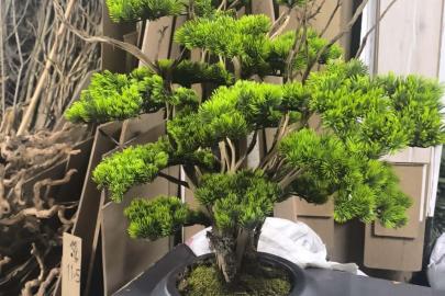 Kuru geven bitkisi gelir kaynağı oldu