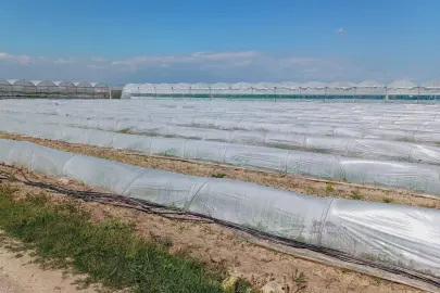 Mersin'de 'marul tarlada kaldı' iddiasına yalanlama