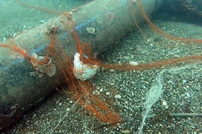 Temizlenen 'hayalet ağlar' ile 1,5 milyon deniz canlısı kurtarıldı