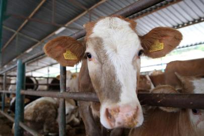 Bayramda yaklaşık 3,3 milyon kurbanlık kesilmesi bekleniyor