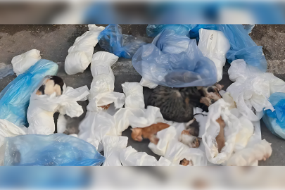 Buca'da ölü bulunan kedilerle ilgili soruşturma başlatıldı