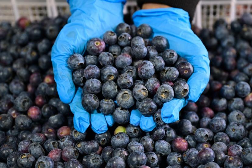 Türkiye'nin mavi yemiş üretimi ve ihracatı artıyor