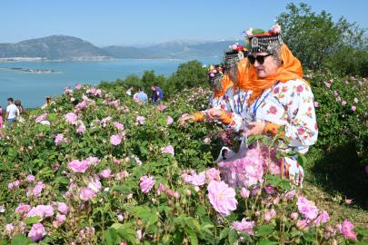 Festivalde gül hasadı