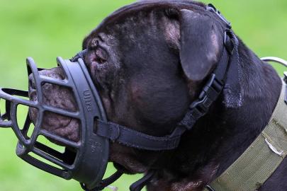 İngiltere, 12 yaş altı çocukların köpeklerle yalnız bırakılmasını yasaklamaya hazırlanıyor