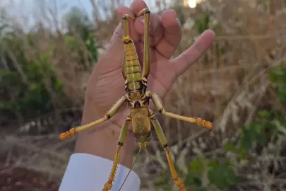 Perre Antik Kent’te dev çekirge şaşkınlığı