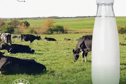 Türkiye çiğ süt üretiminde dünyada ilk 10'da