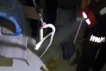 Evin bodrumuna giren yılan itfaiye tarafından yakalandı