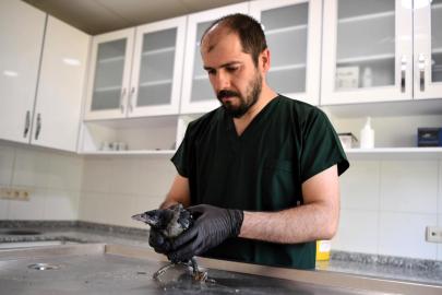 Konyaaltı Belediyesi yavru kargaya şifa oldu