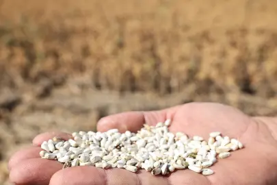 Bursa Nilüfer’de kuru tarıma alternatif ürün... “Aspir” hasadı yapıldı