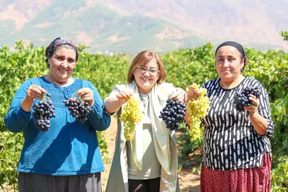 Gaziantep'te Başkan Şahin üzüm hasadına katıldı