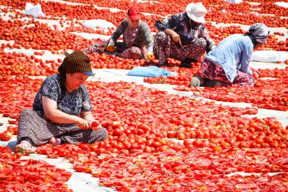 İzmir Büyükşehir’den Torbalı'da 'Kırmızı Altın' mesaisi