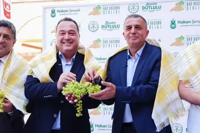Üzümün başkenti Manisa bağbozumuna hazır